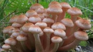 Осенние опята. 7 сентября.
За грибами! Сбор грибов.