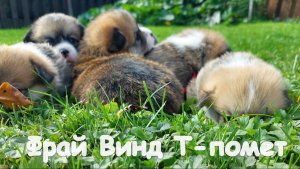 Фрай Винд Т-помет, щенки вельш корги пемброк, возраст 31 день