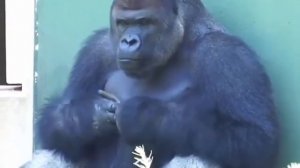 Что то замышляет🐒🦍☺️