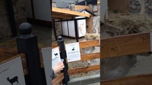 зоопарк 08-09-2025