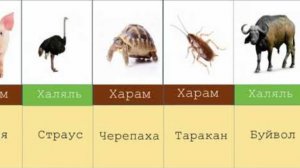 Харам и Халяль Мясо Животных в Исламе