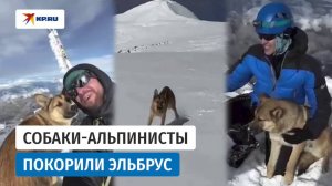 СОБАКИ ПОКОРИЛИ ЭЛЬБРУС! История двух дворняг, дошедших до вершины Европы