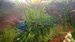 Аквариум:берлинские меченосцы под музыку