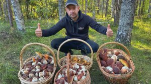 ЭТО БЫЛО КАК ВО СНЕ! ФОНТАН ИЗ БОРОВИКОВ В СОСНОВОМ БОРУ | СОСНОВЫЕ БЕЛЫЕ ГРИБЫ 2025