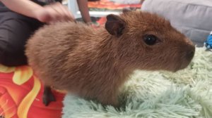 Капибара Белла