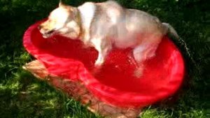 Злата купается после прогулки