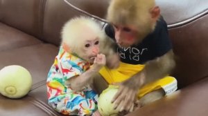 Обезьянка МАЛЫШОК сама притащила ТЫКВУ с огорода Накормила вторую КРОШКУ Забавная СМЕШИНКА
