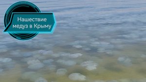 Нашествие медуз в Крыму