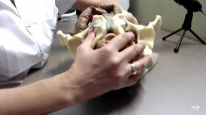 Лицевое предлежание