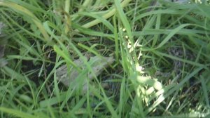 Обзор нашего четвёртого кабачкового растения сорта "Цукеша"