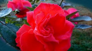 Свет только в России (Suno AI)