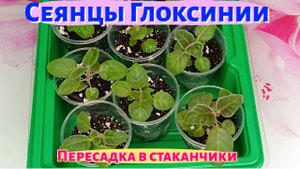 Сеянцы Глоксинии. Пересадка в стаканчики