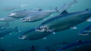 ULTRAFRESH-качество от INARCTICA