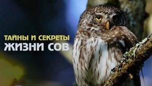 Удивительные совы: раскрываем тайны ночных хищников