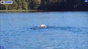 08.09.2025 понедельник. Плаваю #юныйпрадедбодрыйдед #авсарх