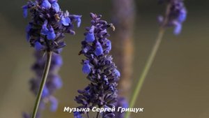 Музыка Для Души ,,МОМЕНТЫ СЧАСТЬЯ,, Музыка Сергей Грищук #КРАСИВАЯМУЗЫКА   #музыка #природа