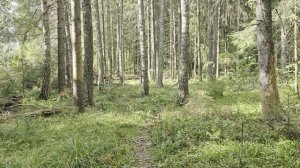 Лес и осень!