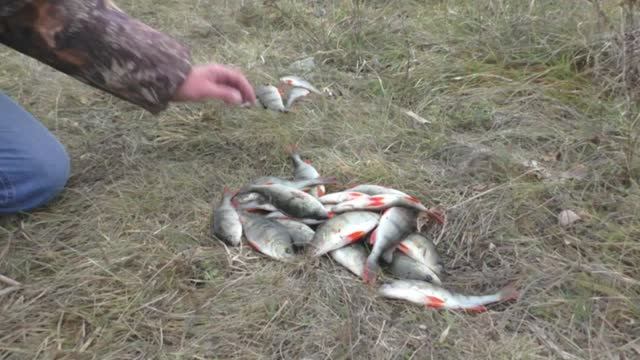 ЛОВЛЯ ОКУНЯ В НОЯБРЕ НА ОТВОДНОЙ ПОВОДОК. РЫБАЛКА СРЕДИ ЛЬДИН смотреть онлайн