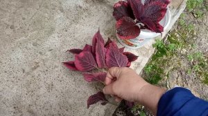 Заготавливаю черенки колеусов.