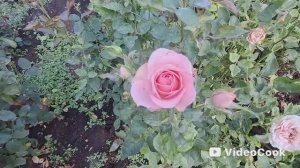 Vlog/ 109/ Отметили днюху наконец то/ Нашлась пропажа/ Убираем дачу потихоньку...