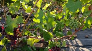 Достойная Сюзанна