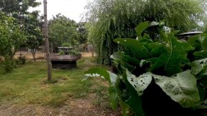 Райский сад Прошло 4 года