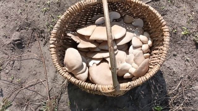 Вешенка на пнях