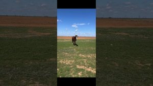 InShot_20250601_124304500.mp4