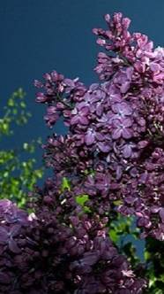 Воскрешение в Ад. Объяснение существования Ада и Адских мук. Единственный путь спасти Душу.