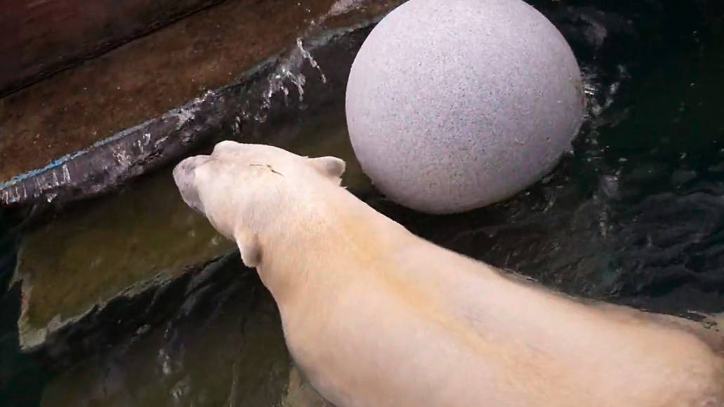 Белый медведь Кай развлекает зрителей, плавая с большими шарами.