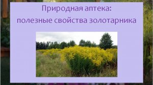 Природная аптека: полезные свойства золотарника