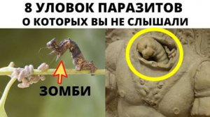⚡ ПАРАЗИТЫ, о которых ВЫ не слышали ...