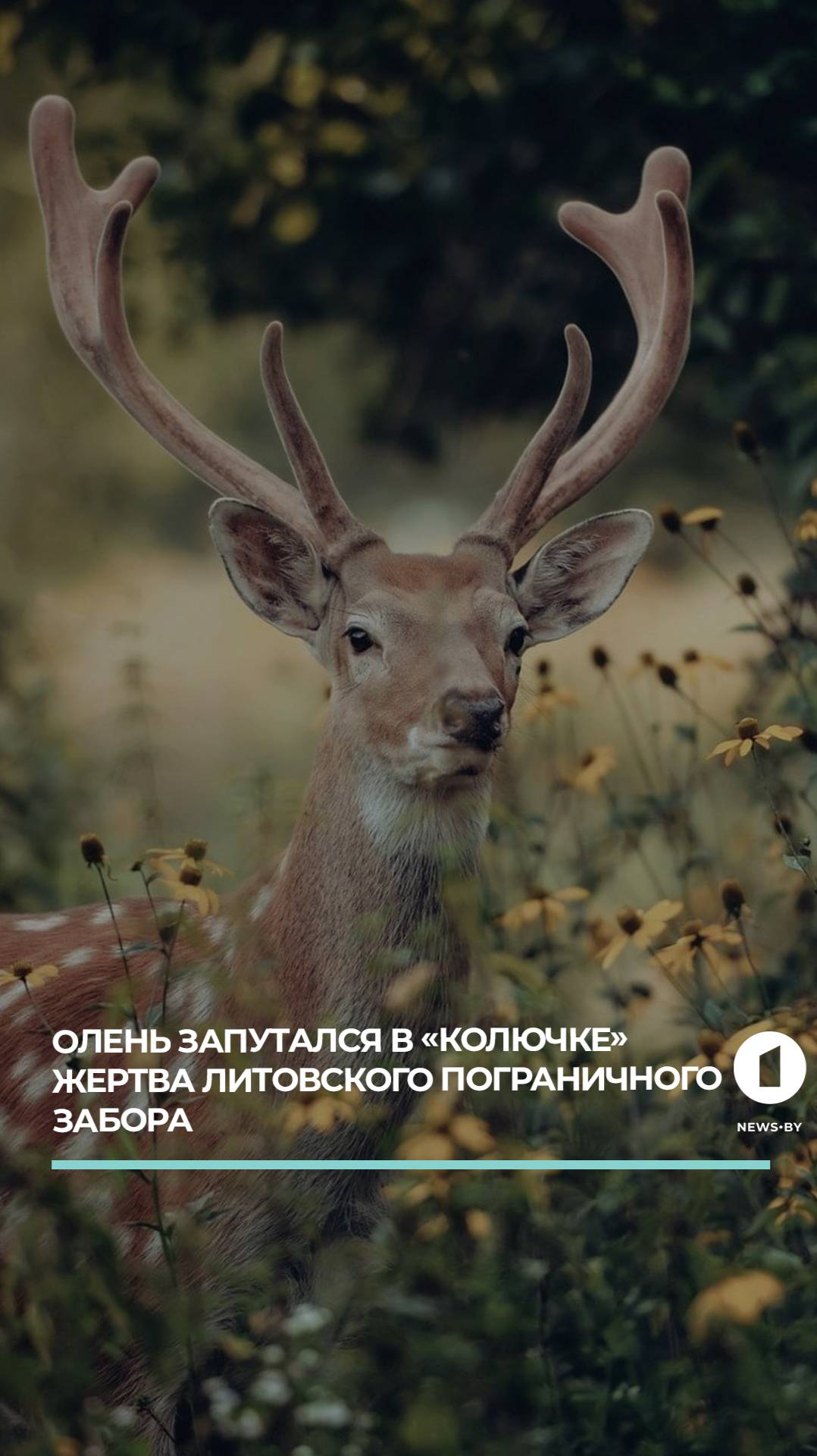 Олень погиб в ловушке забора на границе.