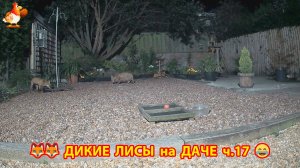 Дикие Лисы как дачные питомцы кушают по ночам ч.17  🦊❣️😂