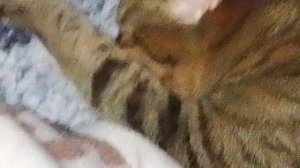 ням ням не аддам