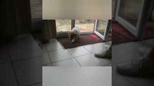 Собачья жизнь