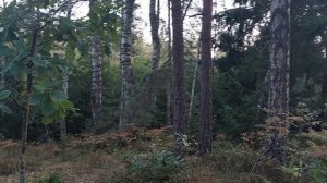 Собираем грибы в лесу Козьи Горы О ТОМ О СЕМ.