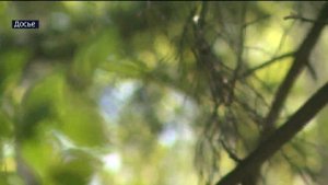 Особый противопожарный режим отменен в Тюменской области с 8 сентября