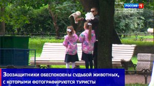 Зоозащитники обеспокоены судьбой животных, с которыми фотографируются туристы