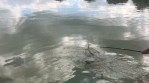 ещё один осётор в подсаке