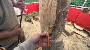 Сколько Корней стол ко историй, Пилим Медведя на корню