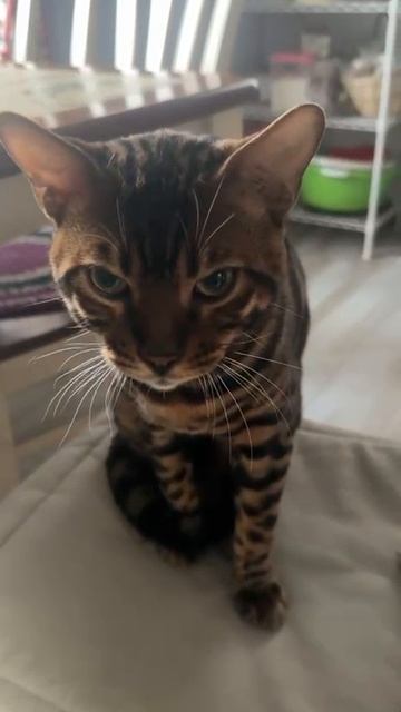 Соня Симба 🦁