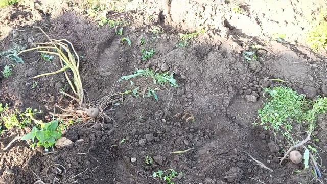 Огородный сезон идет к концу.Картошку выкопали. смотреть онлайн