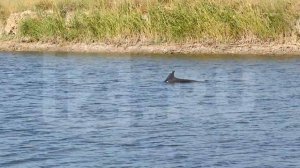 На Кубани заметили заплывшего в реку черноморского дельфина