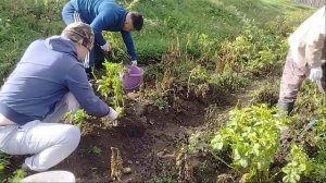 Копаем картошку и делаем Охотничий салат