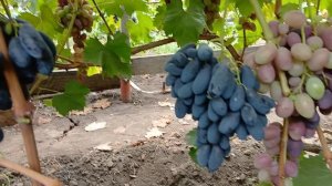 1.08.25. Какие формы меня удивили