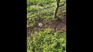 Приствольная почвофреза KDR101 Kadiogly.