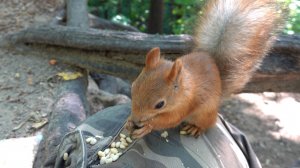 Покормил Толстую и других белок. Зарисовка