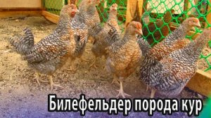 Билефельдер порода домашних кур, подробное описание