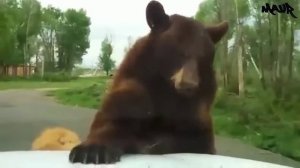 100 Невероятных Случаев на Сафари